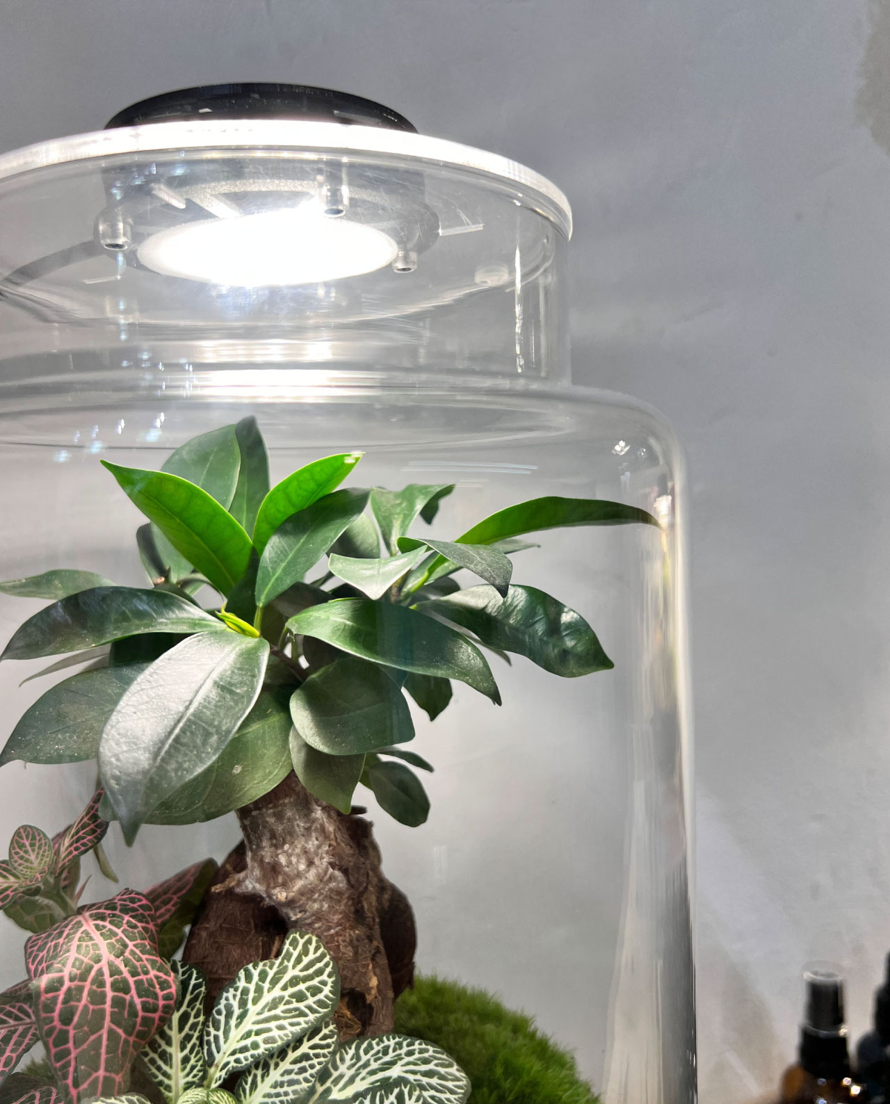 Foco Led para Terrario | Lámpara para Jardín Eterno o Jarrón de cristal redondo