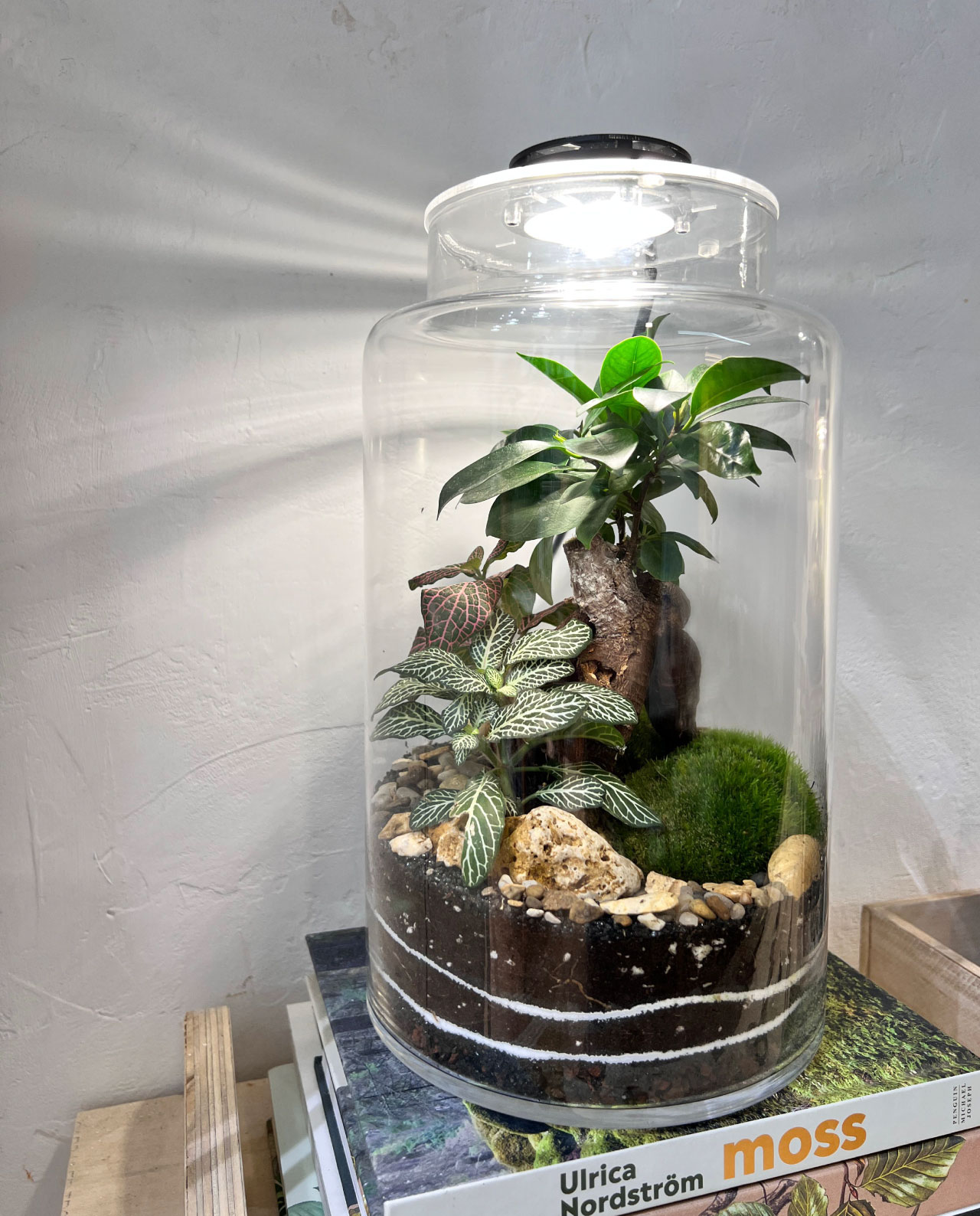 Foco Led para Terrario | Lámpara para Jardín Eterno o Jarrón de cristal redondo