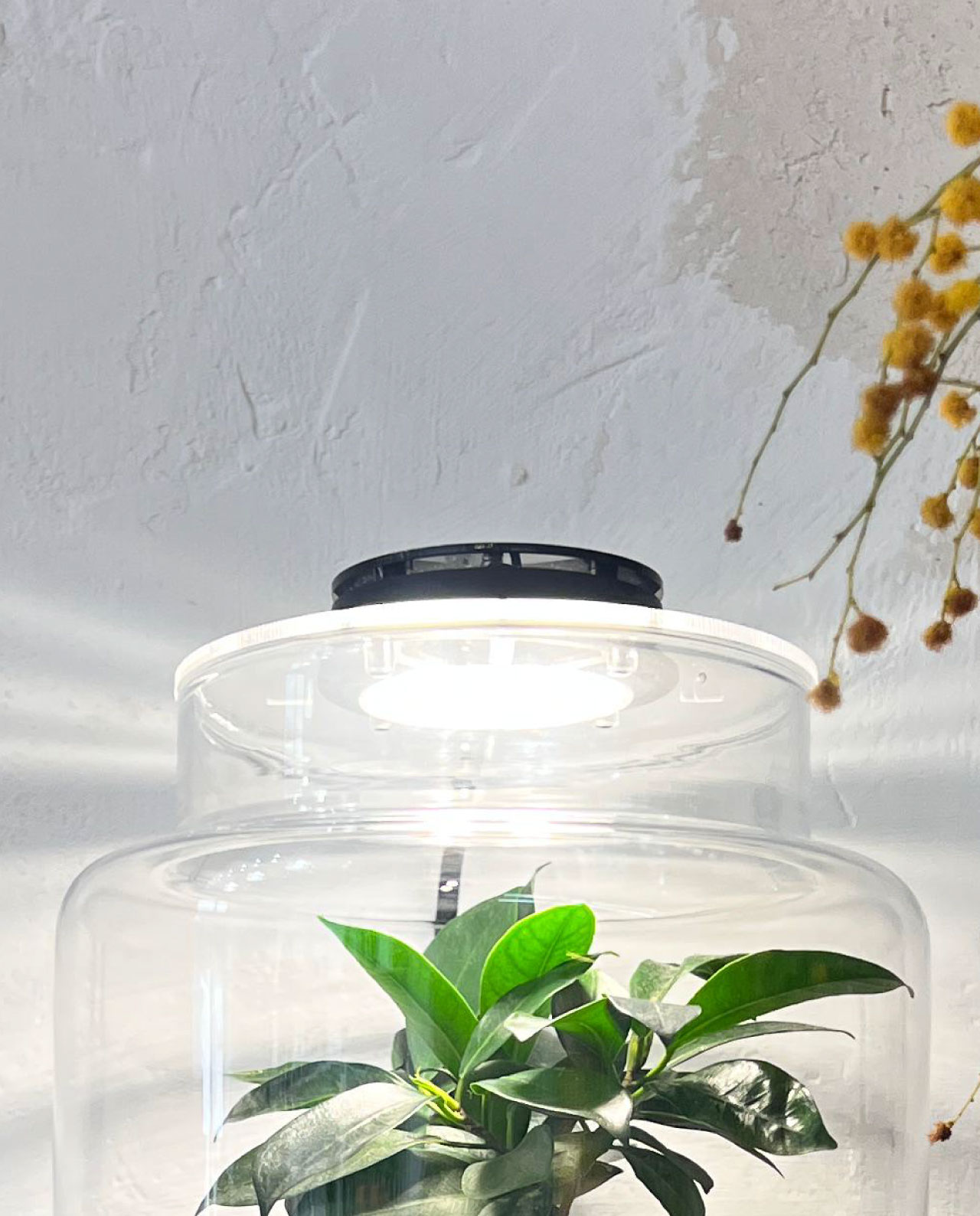 Foco Led para Terrario | Lámpara para Jardín Eterno o Jarrón de cristal redondo