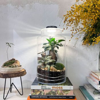 Foco Led para Terrario | Lámpara para Jardín Eterno o Jarrón de cristal redondo