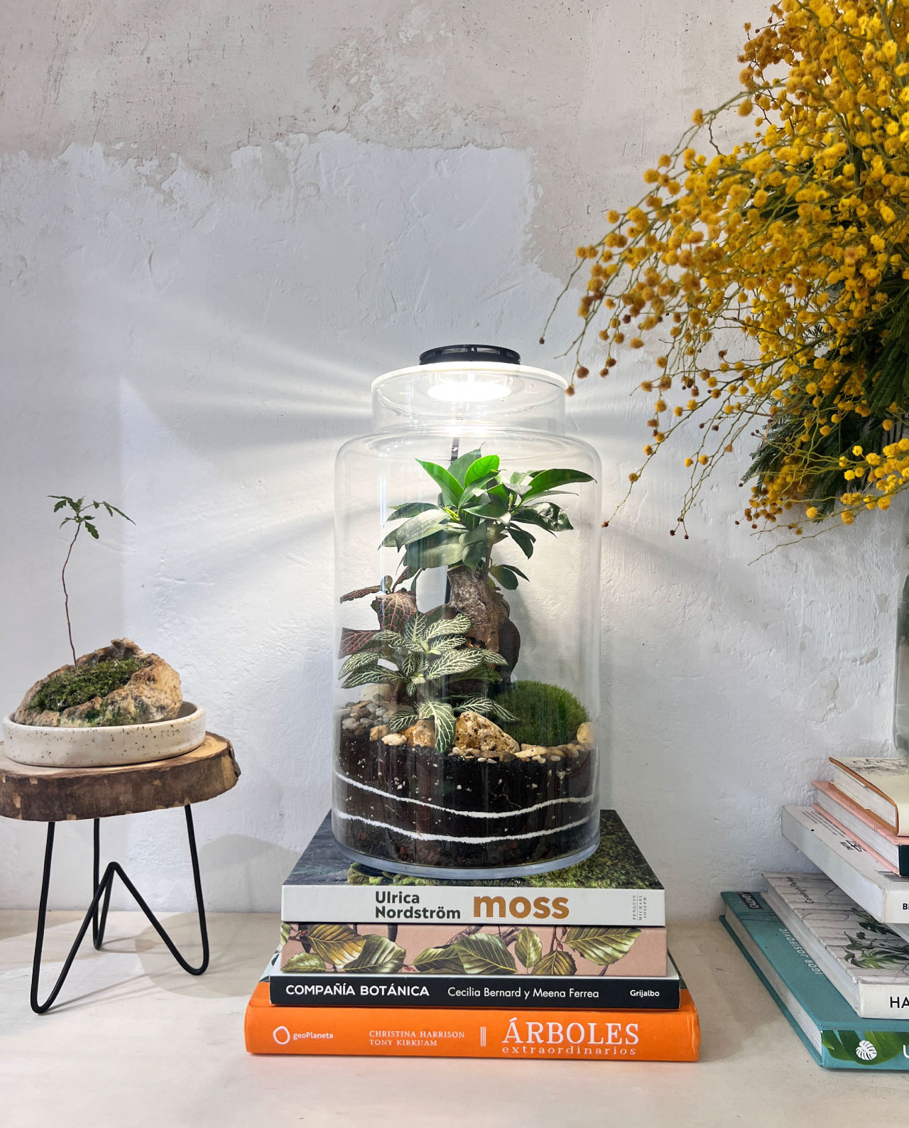 Foco-LED-terrario-jardin-eterno-3