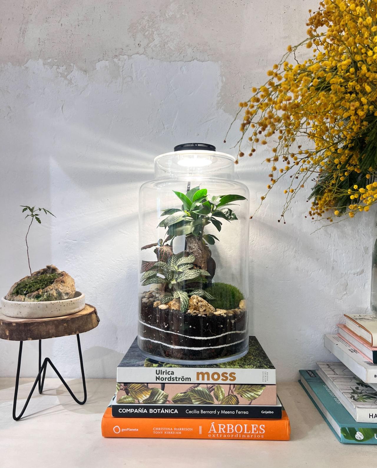 Foco Led para Terrario | Lámpara para Jardín Eterno o Jarrón de cristal redondo